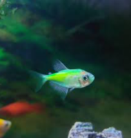 Glo Fish