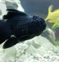 Black gold fish