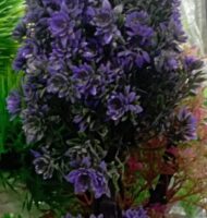 AquaFlora purple plants